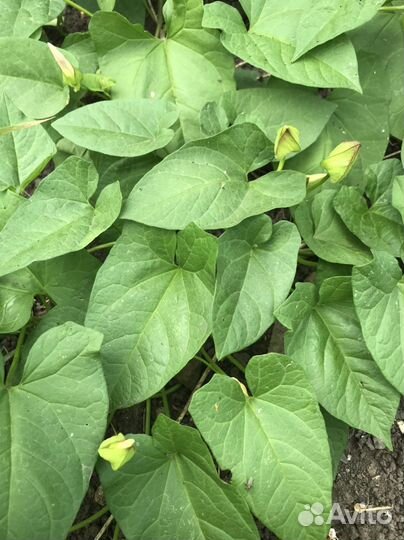 Красивая лиана