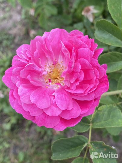 Саженец роза кустовая сильный аромат на варенье