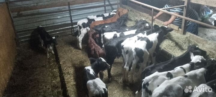 Бычки и быки