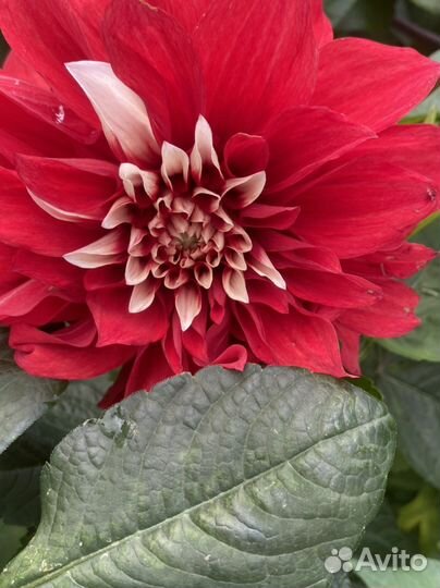 Многолетние цветы