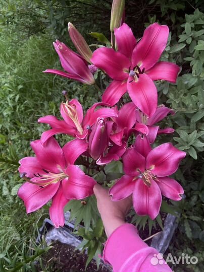 Лилии, розы