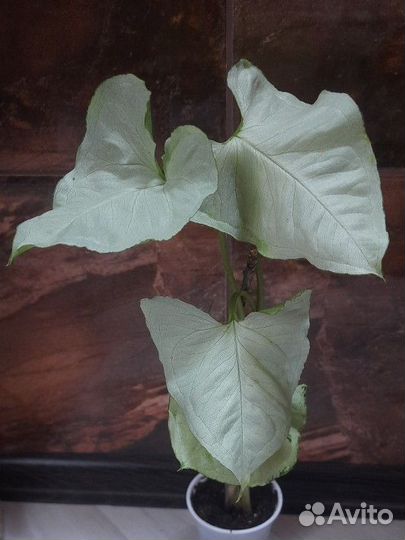 Комнатные цветы разные