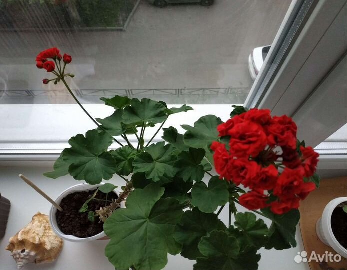 Розебудная Герань, Толстянка