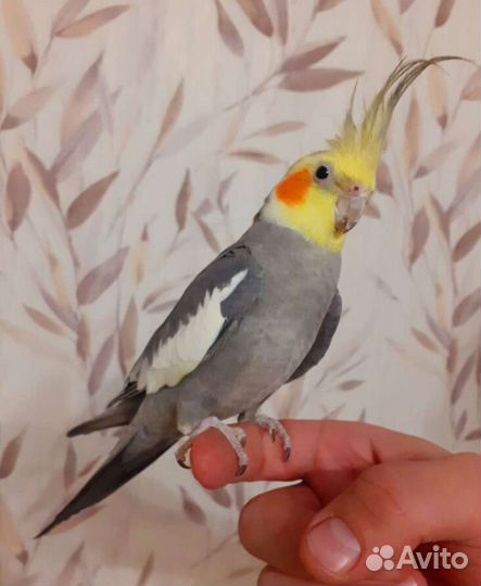 Передержка домашних животных