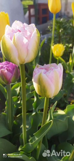 Луковицы тюльпанов