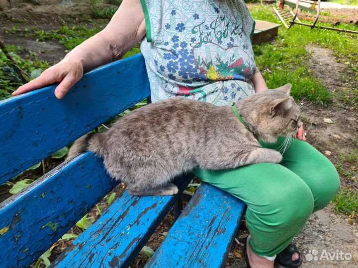 Кот хочет быть домашним