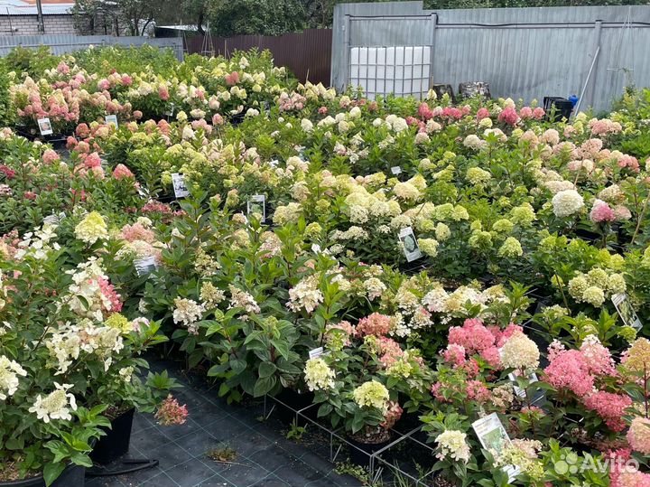Гортензия саженцы 3л, 5л
