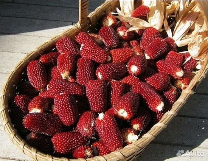 Семена необычной Кукурузы