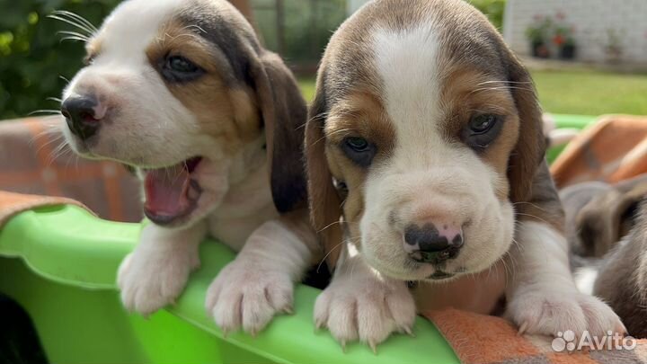 Щенки бигль