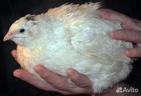 Белый гигант, Техас, Феникс Золото перепел. яйца