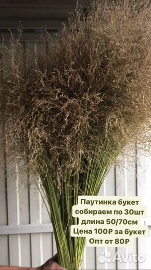 Цветы сухоцветы