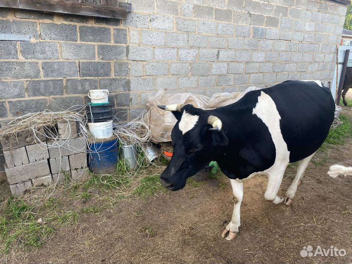 Корова, телки