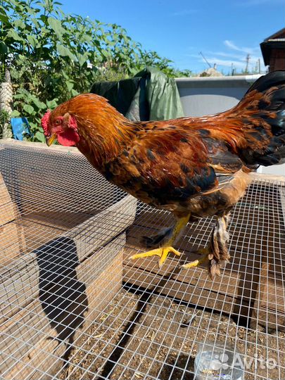 Молодые петухи