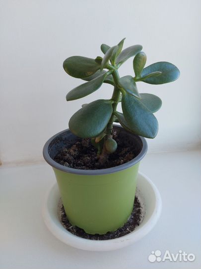 Толстянка красула