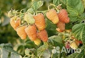 Саженцы малины Желтый гигант