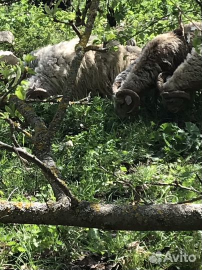 Овцы бараны