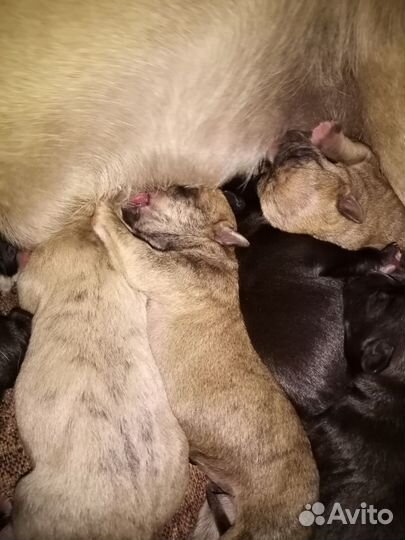 Щенки стаффорда