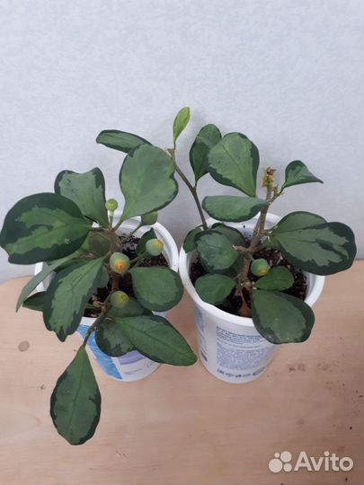 Сортовые фикусы