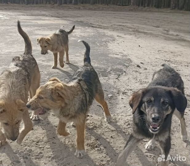 Отдам в добрые руки щенков подростков