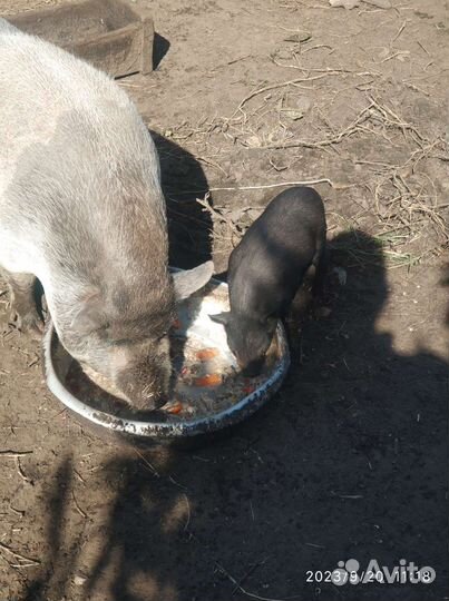 Вьетнамские вислобрюхие поросята