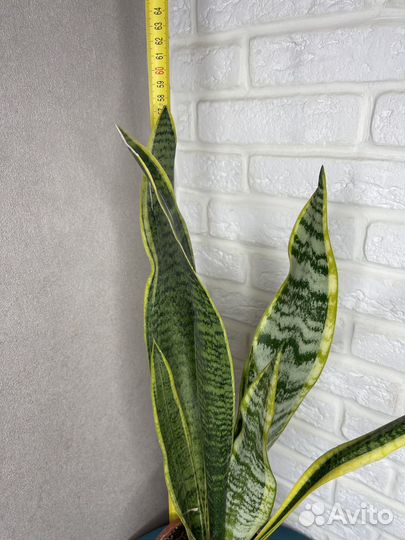 Сансевиерия комнатеые цветы
