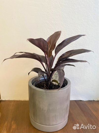 Кордилины Киви и Мамбо