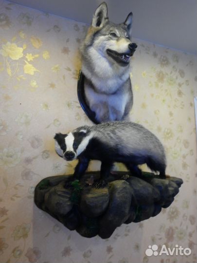 Таксидермия-изготовление чучел животных