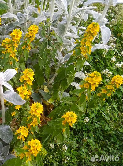 Цветы для сада (3)