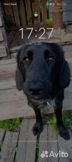 Русский спаниель