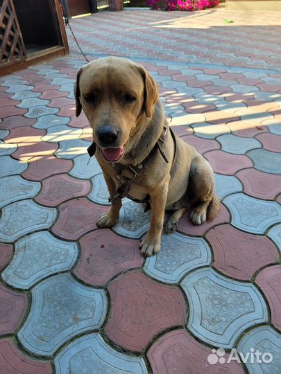 Отдам Лабрадора