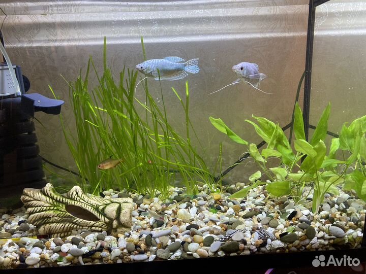 Растение для аквариума