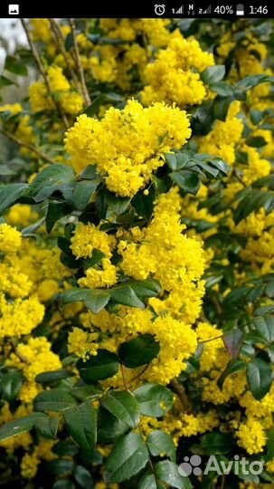 Магония(Орегонский виноград)