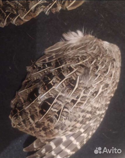 Крылья птиц,лапки,уши для натаски охотничих собак