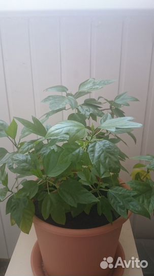 Китайская роза (дерево)