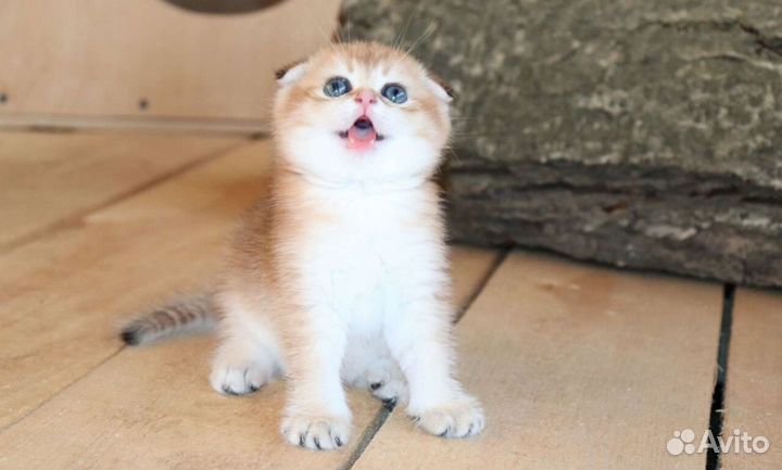 Шотландская золотая шиншилла мальчик