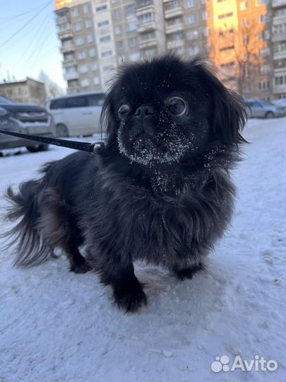 Пекинес