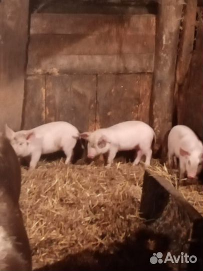 Поросята русская белая