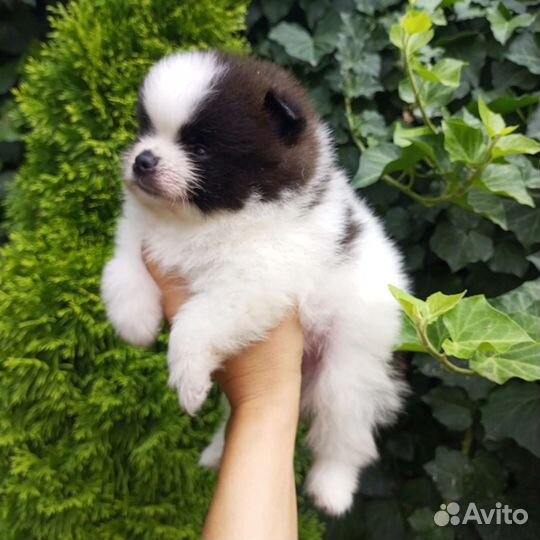 Померанский шпиц