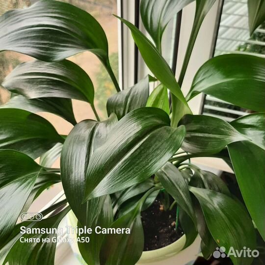 Эухарис амазонская лилия