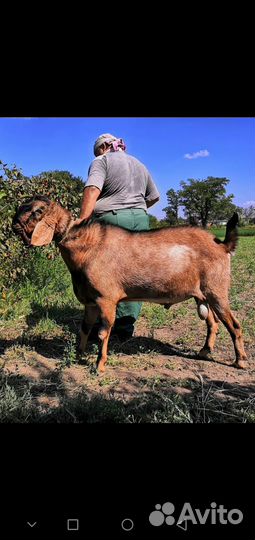 Продается козел