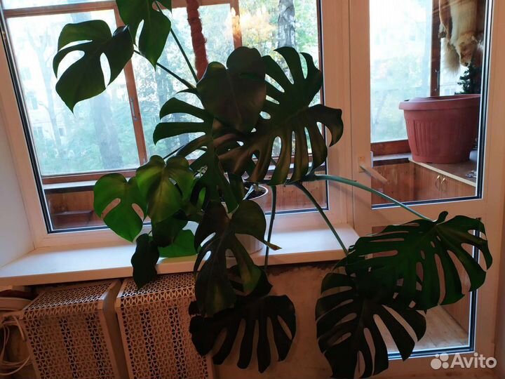 Монстера (отростки )