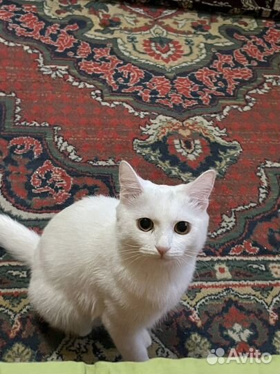 Кошка турецкая ангора