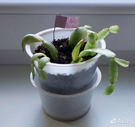 Герань (Пеларгония) красная мохровая