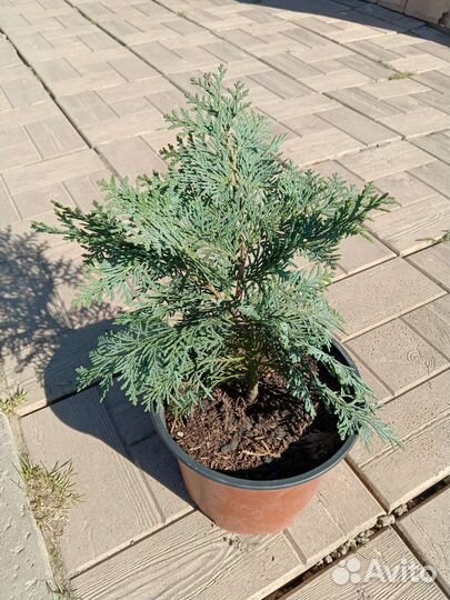 Кипарисовик Лавсона