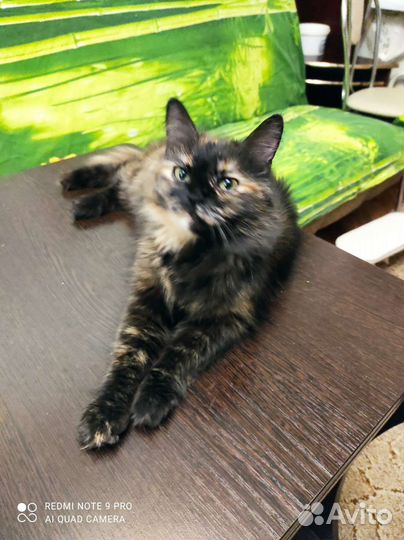 Кошка фенотип породистой