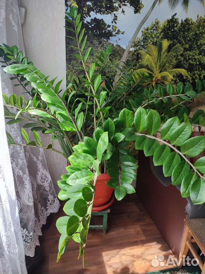 Комнатные растения цветы большие