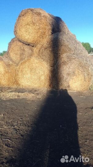 Солома гороховая в рулонах