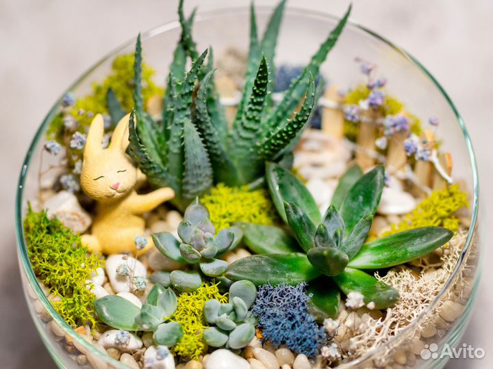Флорариум зайка