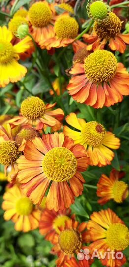 Цветы для сада многолетние