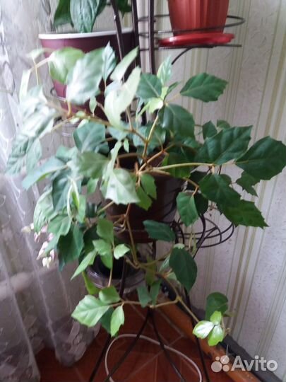 Циссус (девичий виноград)